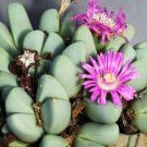 Top-Quality Antimima Dualis rare living stones rock mesembs peables succulent seed 100 SEEDS Top-Quality Antimima Dualis rare living stones rock mesembs peables succulent seed 100 SEEDS