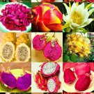 Premium DRAGON FRUIT MIX edible fruits hylocereus undatus fragrant cactus seed 500 seeds Premium DRAGON FRUIT MIX edible fruits hylocereus undatus fragrant cactus seed 500 seeds
