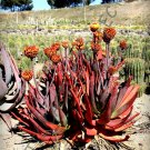 Limited Edition RARE ALOE CAPITATA GNEISSICOLA | exotic cacti succulent cactus seed 100 SEEDS Limited Edition RARE ALOE CAPITATA GNEISSICOLA | exotic cacti succulent cactus seed 100 SEEDS