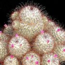 Best-Selling Mammillaria Bombicina fish hook pincushion cacti rare cactus aloe seed 50 SEEDS Best-Selling Mammillaria Bombicina fish hook pincushion cacti rare cactus aloe seed 50 SEEDS