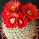 New Arrival Parodia sanguiniflora exotic flowering colorrare cacti cactus seed 100 seeds New Arrival Parodia sanguiniflora exotic flowering colorrare cacti cactus seed 100 seeds