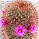 Premium Mammillaria Spinosissima Rubrispina, cactus succulent plant cacti seed -20 SEEDS Premium Mammillaria Spinosissima Rubrispina, cactus succulent plant cacti seed -20 SEEDS