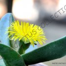 Exclusive RARE PLEIOSPILOS BOLUSII succulent mesembs rock living stones rock seed 20 SEEDS Exclusive RARE PLEIOSPILOS BOLUSII succulent mesembs rock living stones rock seed 20 SEEDS