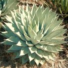 New Arrival RARE AGAVE PARRYI | succulent mescal century plant exotic garden seed 100 SEEDS