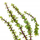 New Arrival 6 Cuttings Portulacaria Afra Jade Tree Bonsai Elephant Bush Succulent Plant New Arrival 6 Cuttings Portulacaria Afra Jade Tree Bonsai Elephant Bush Succulent Plant