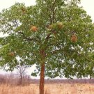 Exclusive Swietenia mahogani, mahogany timber big tree bonsai rare hard wood seed 50 seeds Exclusive Swietenia mahogani, mahogany timber big tree bonsai rare hard wood seed 50 seeds