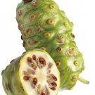 Top-Quality Morinda citrifolia NONI cheese exotic fruit organic MEDICINAL herb seed 25 seeds Top-Quality Morinda citrifolia NONI cheese exotic fruit organic MEDICINAL herb seed 25 seeds