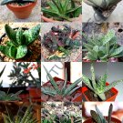 Premium RARE GASTERIA MIX living stones plant exotic cactus flower succulents -10 seeds Premium RARE GASTERIA MIX living stones plant exotic cactus flower succulents -10 seeds