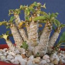Top-Quality Dorstenia sp exotic rare succulents caudex bonsai cactus seed cacti 20 SEEDS Top-Quality Dorstenia sp exotic rare succulents caudex bonsai cactus seed cacti 20 SEEDS