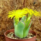 New Arrival RARE CONOPHHYTUM MEYERAE | mesemb exotic stone rock living stones seeds 15 SEEDS