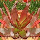 Top-Quality Aloe Capitata Gneissicola exotic cacti succulent rare cactus seed agave 50 SEEDS Top-Quality Aloe Capitata Gneissicola exotic cacti succulent rare cactus seed agave 50 SEEDS