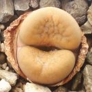 Best-Selling Lithops hookeri v. elephina C92, rare living stones exotic mesembs seed 50 SEEDS