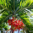 Exclusive ADONIDIA MERRILLII | christmas palm exotic rare palms semi plant seed 5 seeds Exclusive ADONIDIA MERRILLII | christmas palm exotic rare palms semi plant seed 5 seeds