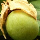 Best-Selling Sweet Calebash, Passiflora Maliformis passion flower edible fruit seed 25 SEEDS Best-Selling Sweet Calebash, Passiflora Maliformis passion flower edible fruit seed 25 SEEDS