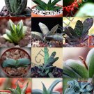Exclusive EXOTIC GASTERIA MIX rare flowering living stones cactus succulents seed 10 seeds