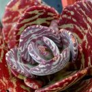 New Arrival Tiger Kalanchoe Humilis Desert Surprise rare succulent exotic cactus 2'' PLANT New Arrival Tiger Kalanchoe Humilis Desert Surprise rare succulent exotic cactus 2'' PLANT