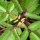 Top-Quality MIRACLE LEAF KALANCHOE pinnata rare succulent air plant garden 4"" pot Top-Quality MIRACLE LEAF KALANCHOE pinnata rare succulent air plant garden 4"" pot