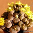 Exclusive RARE LITHOPS BROMFIELDII | mesembs living stone rock plant seed 30 SEEDS Exclusive RARE LITHOPS BROMFIELDII | mesembs living stone rock plant seed 30 SEEDS