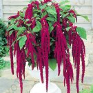 Exclusive RARE AMARANTHUS CAUDATUS love lies bleeding | exotic flowering seed 15 seeds Exclusive RARE AMARANTHUS CAUDATUS love lies bleeding | exotic flowering seed 15 seeds