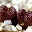 Exclusive RARE CONOPHYTUM PELLUCIDUM mesemb exotic succulent seed living stones - 15 SEEDS Exclusive RARE CONOPHYTUM PELLUCIDUM mesemb exotic succulent seed living stones - 15 SEEDS