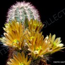 Premium ECHINOCEREUS CHLORANTHUS | exotic cacti rare hedgehog cactus plant seed 15 SEEDS
