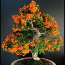 Limited Edition BONSAI Hippophae Rhamnoides Sea Buckthorn Shrub edible berries seed 100 seeds