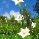 New Arrival WHITE CYPRESS VINE ipomoea quamoclit | morning glory star flower seed 15 seeds New Arrival WHITE CYPRESS VINE ipomoea quamoclit | morning glory star flower seed 15 seeds