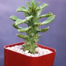 Premium Monadenium Guntheri exotic rare cactus aloe cacti caudex euphorbia bonsai 2"" pot Premium Monadenium Guntheri exotic rare cactus aloe cacti caudex euphorbia bonsai 2"" pot