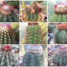 Best-Selling Melocactus MIXED VARIETY MIX cacti rare cactus globular cephalium seed 300 SEEDS Best-Selling Melocactus MIXED VARIETY MIX cacti rare cactus globular cephalium seed 300 SEEDS