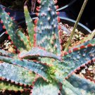 Exclusive RARE ALOE CULTIVAR FIRE CORAL exotic hybrid color succulentcacti seed 10 SEEDS Exclusive RARE ALOE CULTIVAR FIRE CORAL exotic hybrid color succulentcacti seed 10 SEEDS