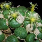 Best-Selling Conophytum Subglobosum | rare mesemb exotic rock living stones seeds 100 SEEDS Best-Selling Conophytum Subglobosum | rare mesemb exotic rock living stones seeds 100 SEEDS