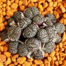 New Arrival Conophytum Minimum Wittebergense rare mesembs exotic succulent stones50 SEEDS New Arrival Conophytum Minimum Wittebergense rare mesembs exotic succulent stones50 SEEDS