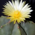 Premium RARE ASTROPHYTUM MYRIOSTIGMA NUDUN cacti exotic flowering cactus seed 100 SEEDS Premium RARE ASTROPHYTUM MYRIOSTIGMA NUDUN cacti exotic flowering cactus seed 100 SEEDS