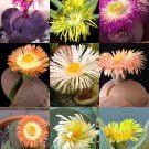 New Arrival Pleiospilos MIX, succulent cactus mixed living stones rocks plant seed 100 SEEDS New Arrival Pleiospilos MIX, succulent cactus mixed living stones rocks plant seed 100 SEEDS