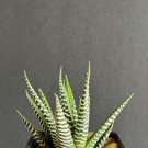 Exclusive Haworthia Super Big Band rare succulent plant exotic cactus cacti miniature 3"" Exclusive Haworthia Super Big Band rare succulent plant exotic cactus cacti miniature 3""