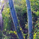 New Arrival RARE PILOSOCEREUS ROYENII exotic blue color columnar cacti cactus seed 20 SEEDS New Arrival RARE PILOSOCEREUS ROYENII exotic blue color columnar cacti cactus seed 20 SEEDS