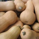 Limited Edition Butternut Pumpkin, calabaza long neck squash vegetable good to eat seed 50 seeds Limited Edition Butternut Pumpkin, calabaza long neck squash vegetable good to eat seed 50 seeds