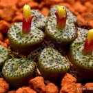 Premium RARE CONOPHYTUM OBCORDELLUM mesemb exotic succulent seed living stones 15 SEEDS Premium RARE CONOPHYTUM OBCORDELLUM mesemb exotic succulent seed living stones 15 SEEDS