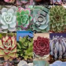 Top-Quality MIXED ECHEVERIA SEED variety rare plant exotic succulent seed flowering 50 seeds