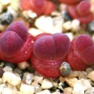 Top-Quality Gibbaeum esterhuyseniae, succulent rare ice living rocks mesembs seed100 SEEDS Top-Quality Gibbaeum esterhuyseniae, succulent rare ice living rocks mesembs seed100 SEEDS