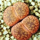Top-Quality L. AUCAMPIAE STORMS SNOWCAP rare mesembs succulents living stones seed 100 SEEDS Top-Quality L. AUCAMPIAE STORMS SNOWCAP rare mesembs succulents living stones seed 100 SEEDS