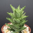 Best-Selling ALOE JUVENNA exotic rare succulent cacti indoor outdoor plant agave cactus 4 pot