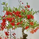 Premium BONSAI Pyracantha - Scarlet firethorn Red bonsai berry bush shrub seed 25 SEEDS