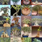 Limited Edition CAUDEX PLANTS MIX rare base plant exotic caudiciform succulents bonsai 20 seeds