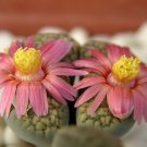 New Arrival Lithops verruculosa cv Rose of Texas,living stone rock stone seed 100 SEEDS New Arrival Lithops verruculosa cv Rose of Texas,living stone rock stone seed 100 SEEDS