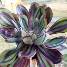 New Arrival Echeveria Nodulosa rare succulent exotic hen and chicks plant seed 50 SEEDS New Arrival Echeveria Nodulosa rare succulent exotic hen and chicks plant seed 50 SEEDS