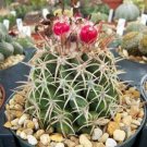 Best-Selling Melocactus dowsonii | globular flowering cacti rare flower cactus seed 150 SEEDS