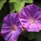 Premium Ipomoea Purpurea, honey bee butterfly vine PURPLE morning glory seed -20 seeds