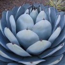 Limited Edition RARE AGAVE PARRYI TRUNCATA succulent artichoke plant exotic garden seed 50 SEEDS Limited Edition RARE AGAVE PARRYI TRUNCATA succulent artichoke plant exotic garden seed 50 SEEDS