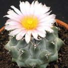 Limited Edition Thelocactus Rinconensis, rare echinocactus exotic succulent cactus seed 15 SEEDS Limited Edition Thelocactus Rinconensis, rare echinocactus exotic succulent cactus seed 15 SEEDS